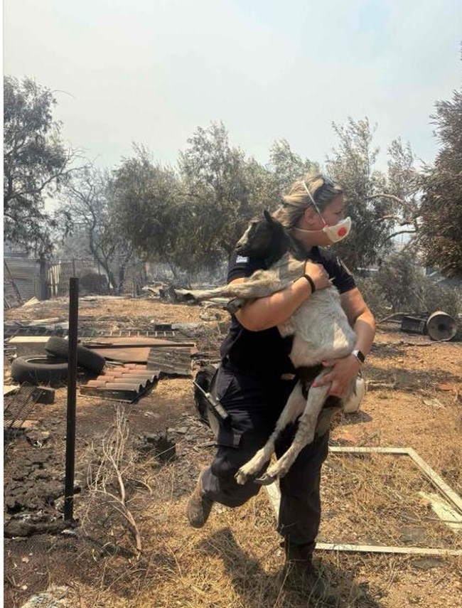 "Όταν το καθήκον συναντά την ανθρωπιά-Δίπλα σε κάθε ζωή": Αστυνομικός πήρε αγκαλιά κατσικάκι και το σώζει από τις φλόγες