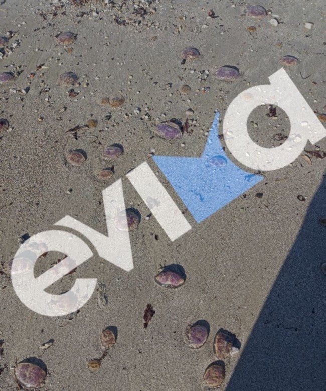 Συναγερμός σε θάλασσες και παραλίες της Εύβοιας – Γέμισαν με μωβ μέδουσες [εικόνες]