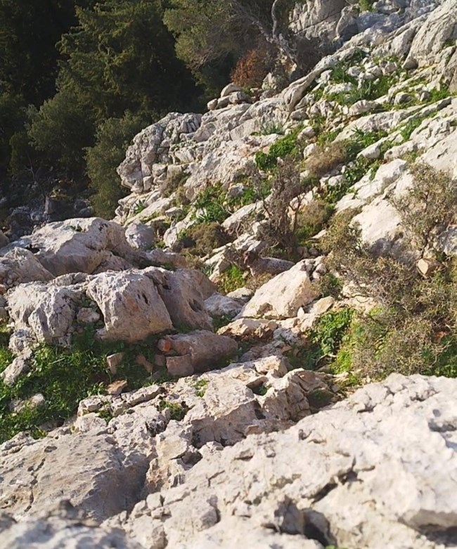 Περιπέτεια για σκύλο που έπεσε σε γκρεμό 10 μέτρων: Ο Άρης ήταν τρομαγμένος και γάβγιζε για βοήθεια
