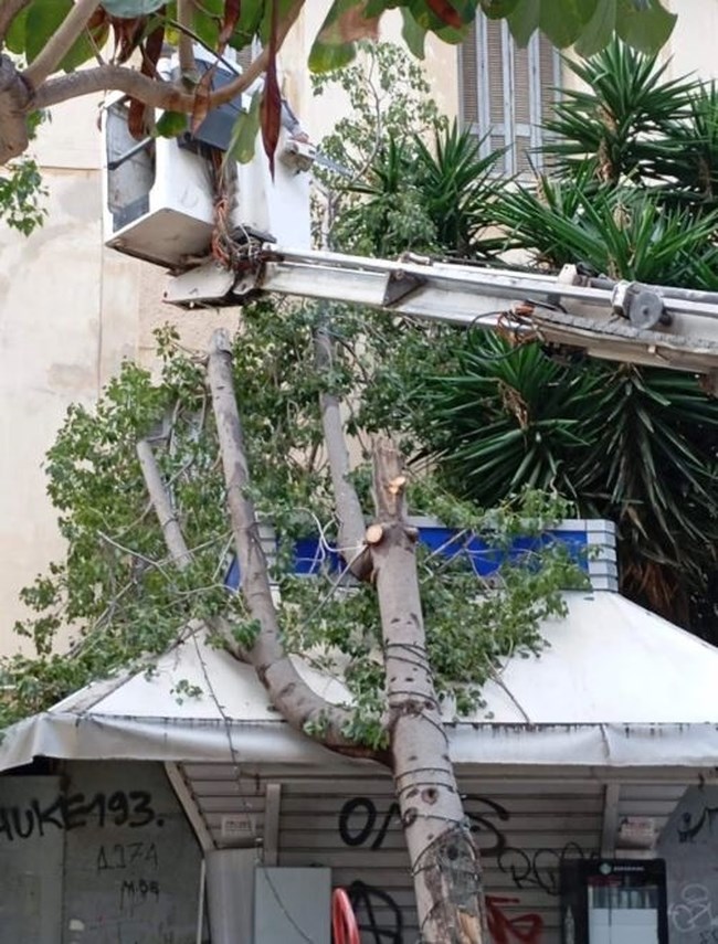 ΔΕΝΤΡΟ ΠΕΡΙΠΤΕΡΟ