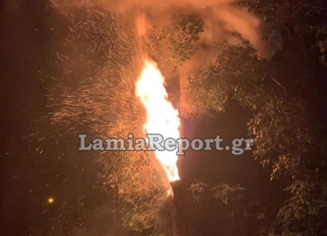 Φωτιά Πλάτανος