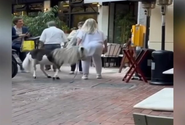 Απίστευτο κι όμως αληθινό: Πόνυ έκανε βόλτα στο κέντρο της Αθήνας με τη συνοδό του [βίντεο]