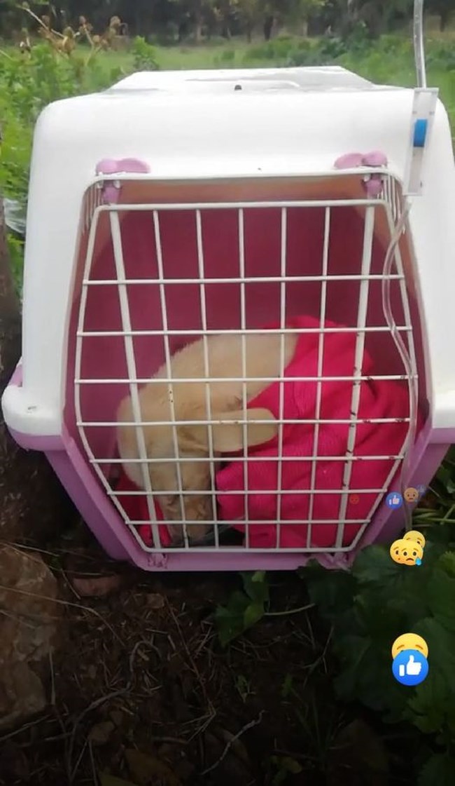 Πέθανε το κουτάβι που "νοσήλευαν" με ορό εν μέσω ψύχους κάτω από δέντρο