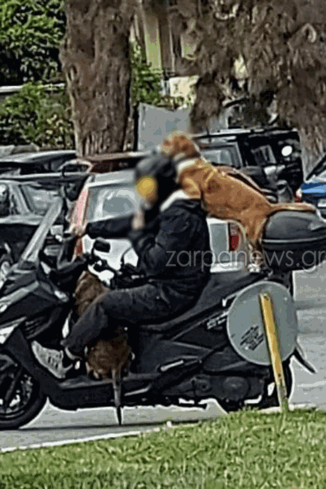 Κρήτη: Πρόστιμο 1500 ευρώ στον 47χρονο με τα δυο σκυλιά στο μηχανάκι και κινητό στο χέρι- "Είναι η ατραξιόν των Χανίων"