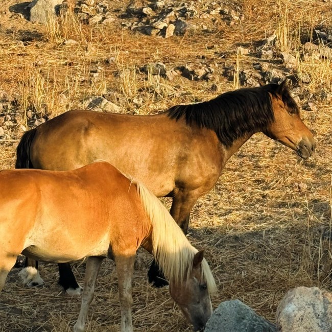 Μπαλατσινού
