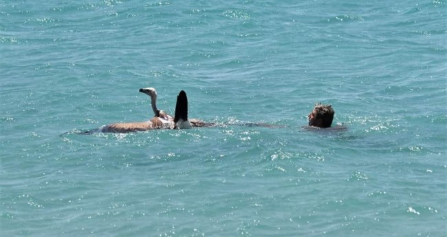ΓΥΠΑΣ ΔΙΑΣΩΣΗ ΣΗΤΕΙΑ
