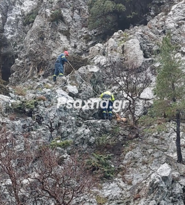 Συγκινητική διάσωση σκύλου που έπεσε σε χαράδρα στο φαράγγι της Αγάλης - Εικόνες