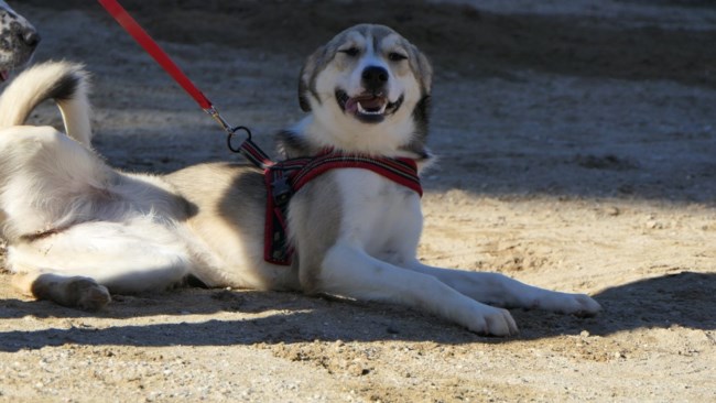 Σώστε ένα αδεσποτάκι: Η Τάρα ή η χαρά της ζωής. Βρέθηκε στις πλημμύρες του Σεπτέμβρη στην Καρδίτσα