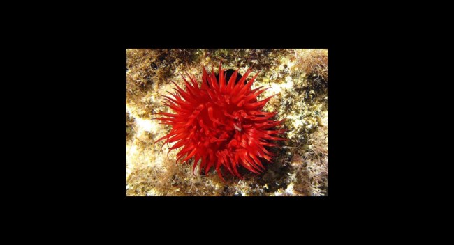 ΘΑΛΑΣΣΙΑ ΑΝΕΜΩΝΗ