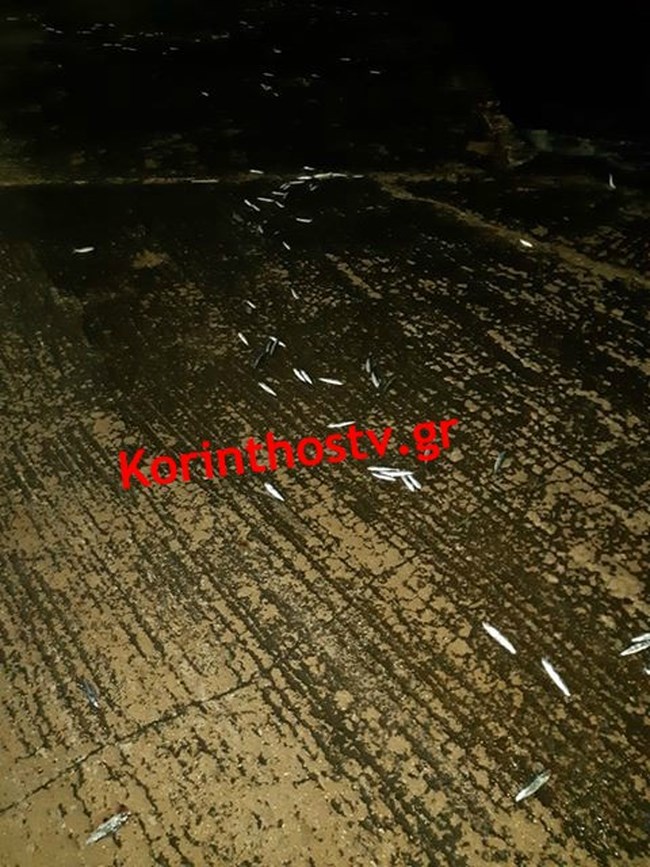 Κόρινθος: Γέμισε με δεκάδες νεκρά ψάρια η παραλία του Αγίου Νικολάου [εικόνες]