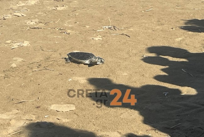 Ηράκλειο: Η "Ναυσικά" επέστρεψε στη θάλασσα μετά από τέσσερα χρόνια – Η ιστορία διάσωσης της πράσινης χελώνας