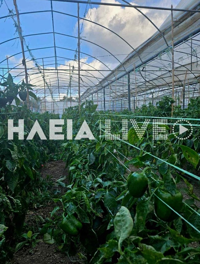 ΑΝΕΜΟΣΤΡΟΒΙΛΟΣ ΗΛΕΙΑ