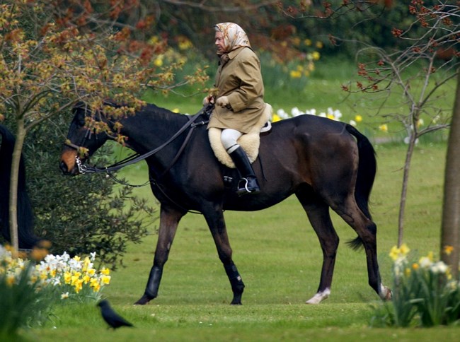 queen elizabeth