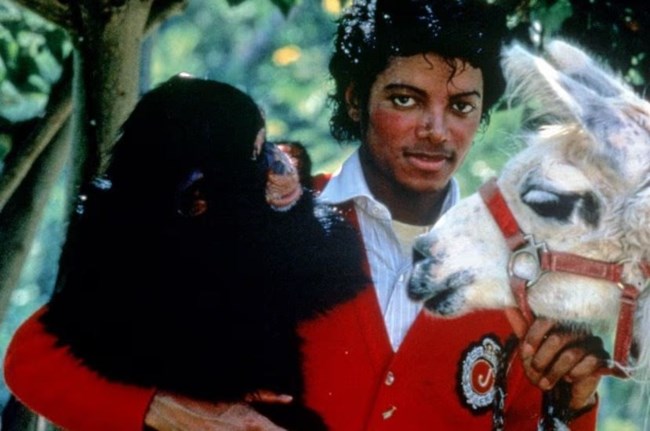 Από τα ξέφρενα πάρτι και τις περιοδείες στη συνταξιοδότηση ο χιμπατζής του Μάικλ Τζάκσον