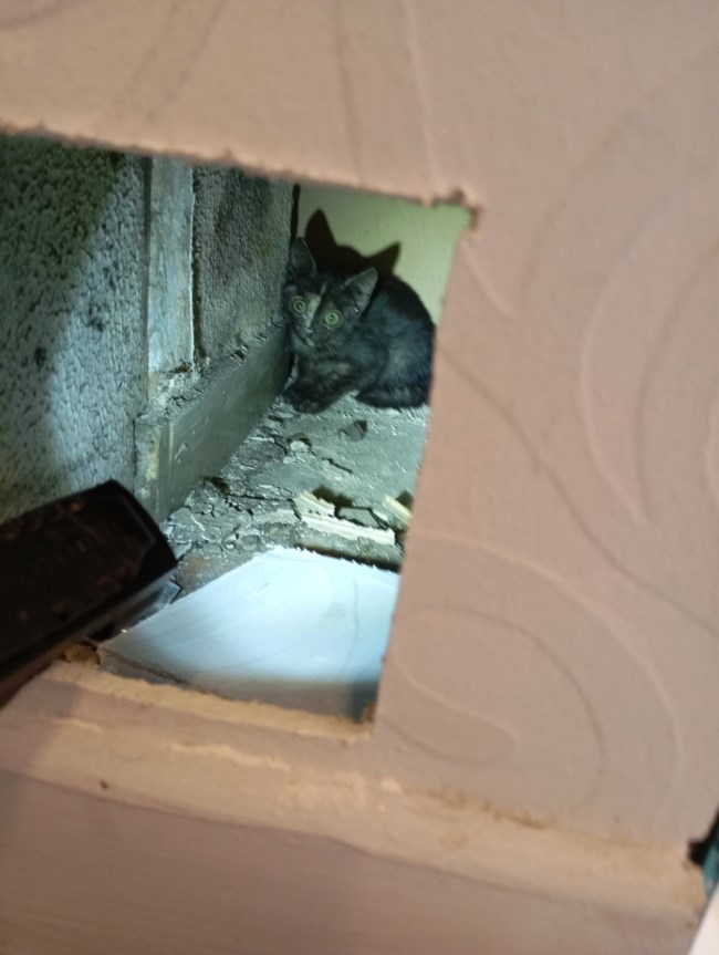 Πού είναι η γάτα; Στα ταβάνια... - Μετά από μια δαιδαλώδη διαδρομή έριξαν τοίχο για τη χάρη της