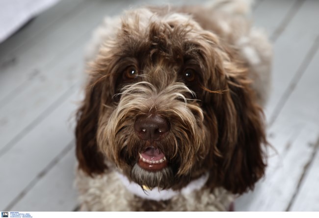 ΚΑΣΣΕΛΑΚΗΣ ΦΑΡΛΙ