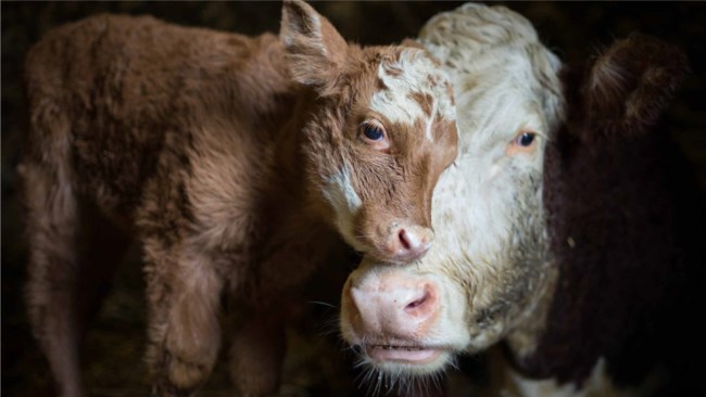 A Promise to Animals