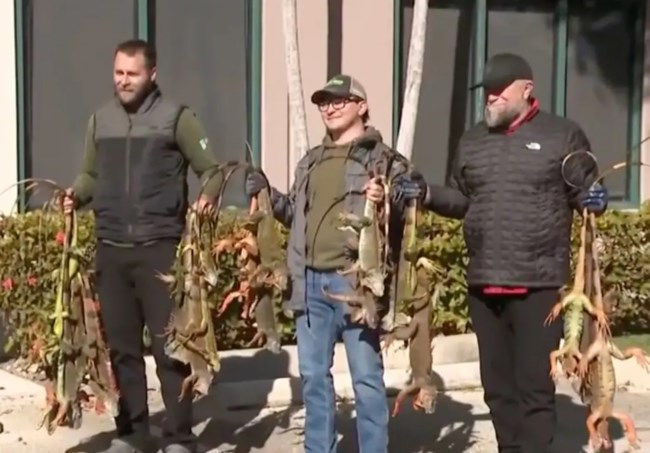 Φλόριντα: Παγωμένα ιγκουάνα πέφτουν από τα δέντρα - To πολικό ψύχος παραλύει τις ΗΠΑ [εικόνες]