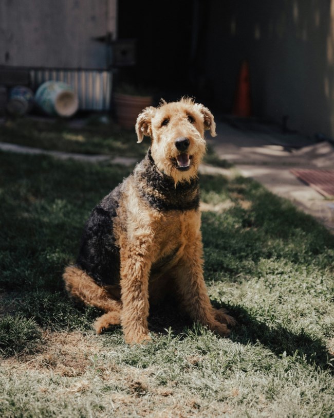 Airedale Terrier