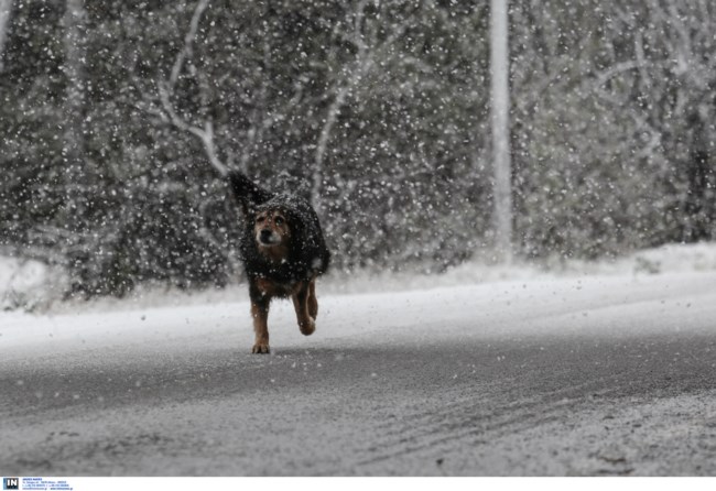 Αγριεύει η κακοκαιρία Διομήδης: Έρχονται χιόνια και στην Αττική - Ποιες περιοχές θα "παγώσουν" με -7 βαθμούς Κελσίου