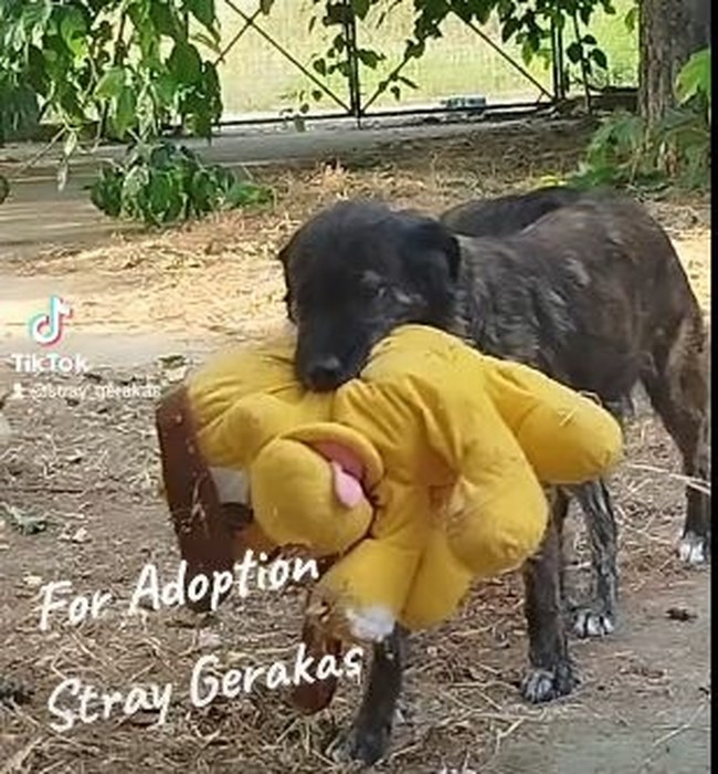 stray gerakas