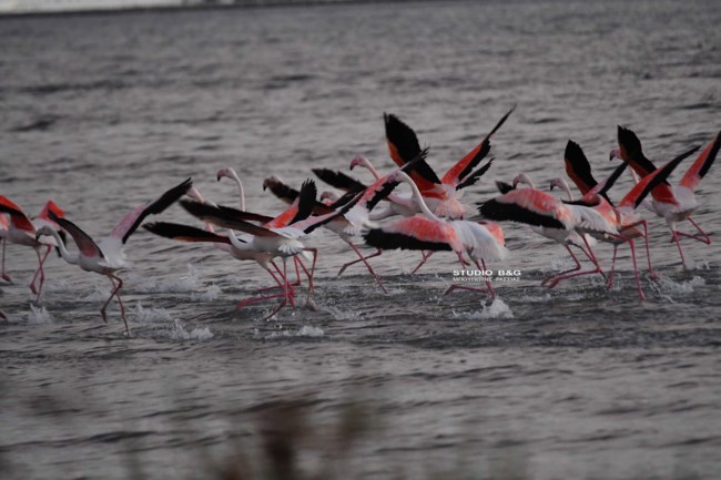 ΦΛΑΜΙΝΓΚΟ ΝΑΥΠΛΙΟ