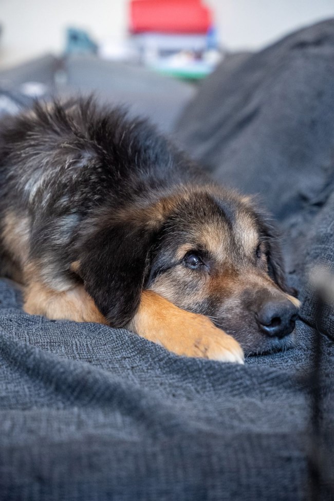 Τα σκυλιά που χάνουν το φως τους στην πορεία, σε κάνουν πάντα να αναρωτιέσαι… - Ο Πανκ δεν γεννήθηκε τυφλός