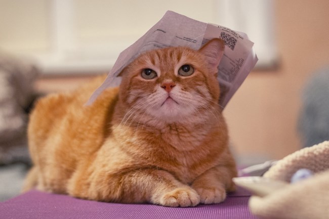 Οι γάτες αντιλαμβάνονται το σώμα τους; Νέα δεδομένα για τους χώρους που προσπαθούν να διασχίσουν