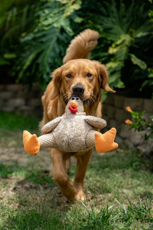 dogs