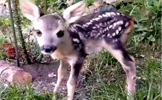 Ο "Μάρλον Μπράντο" επέστρεψε στο φυσικό του περιβάλλον - Το μικρό ζαρκάδι είχε χτυπηθεί από αυτοκίνητο