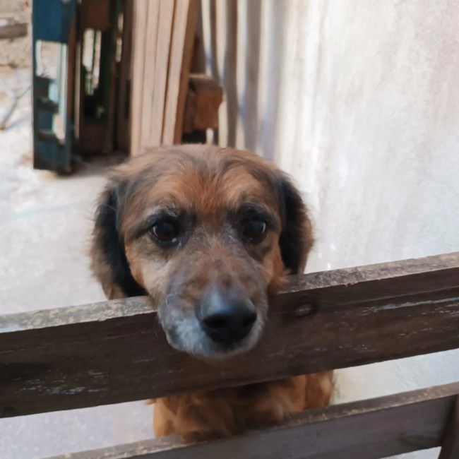 Ο σκυλάκος αφαιρέθηκε μετά από καταγγελία για παραμέληση -  Βρίσκεται σε φωταγωγό