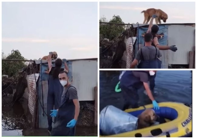 Eκκληση από τη Σταματίνα Σταματάκου για υιοθεσίες και αναδοχές πλημμυροπαθών ζώων: "Τα πιάνουμε και σφίγγεται η ψυχή μας"