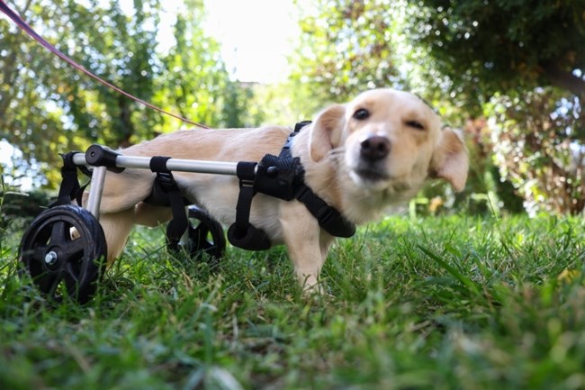 σκυλος καροτσακι