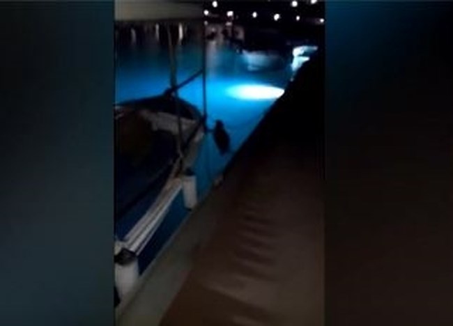 Mια monachus monachus στο λιμάνι του Παράλιου Άστρους: Αναζητούσε τροφή ή έναν ασφαλή χώρο για να ξεκουραστεί