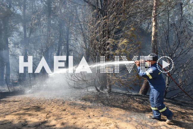 Πυρκαγιά στο δάσος των Θινών