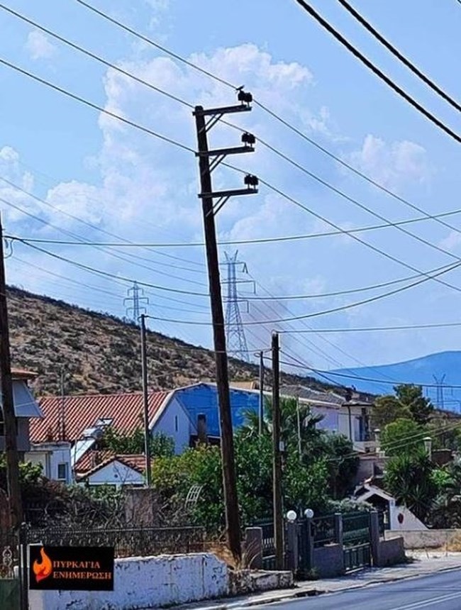 kalybia