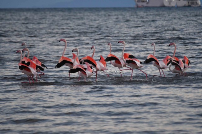 Μοναδικές εικόνες στο Ναύπλιο: Ο μαγικός χορός 50 φλαμίνγκο [βίντεο]