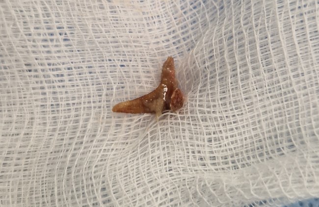 ΚΟΚΚΑΛΟ ΧΑΝΙΑ