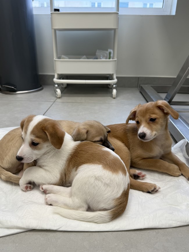 Νέο Κουταβάκι ή Γατάκι; Οδηγός για "Νέους Γονείς" που θέλουν να κάνουν ένα σωστό και ισορροπημένο ξεκίνημα