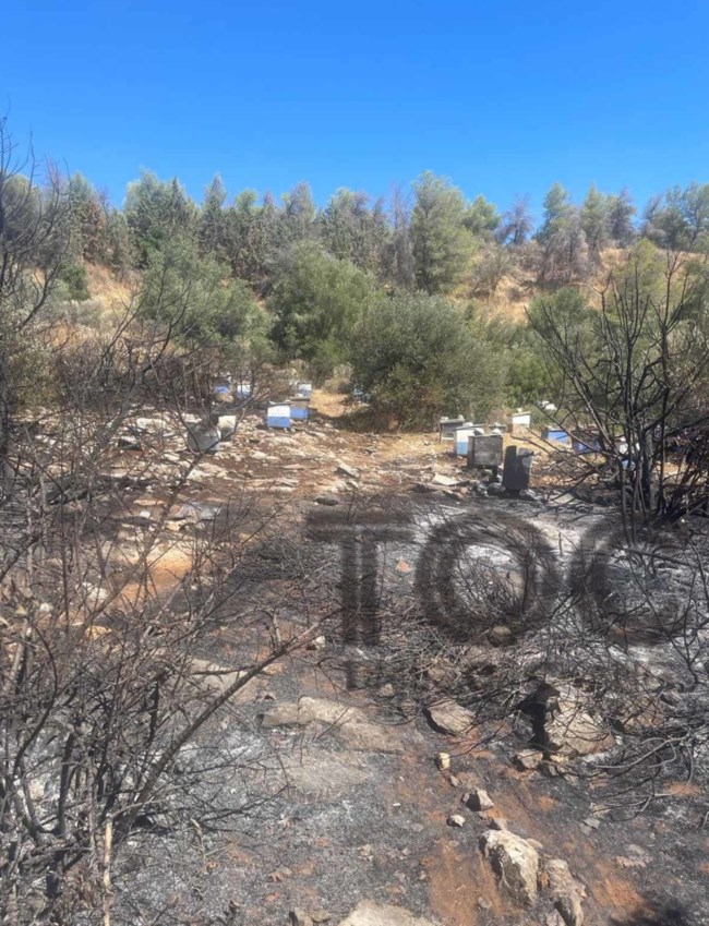 Πολυτεχνειούπολη: Φωτογραφία ντοκουμέντο - Από αδήλωτα μελίσσια ξεκίνησε η φωτιά - Πρόστιμο και στον πρύτανη του ΕΚΠΑ