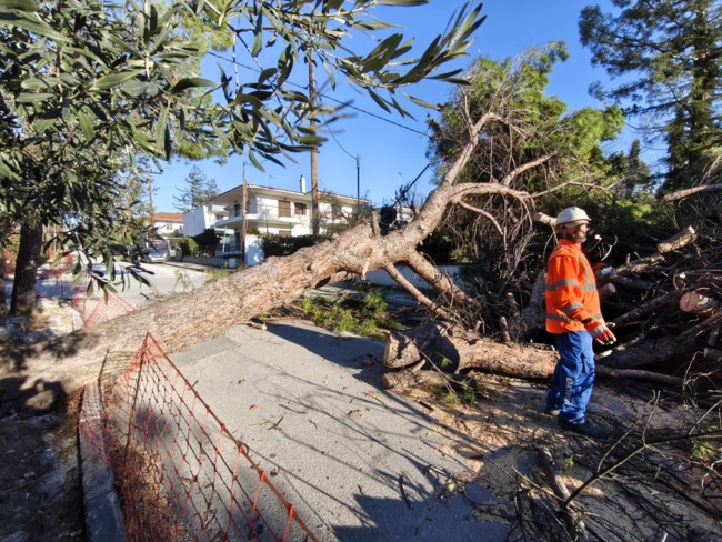 ΠΤΩΣΗ ΔΕΝΤΡΟΥ