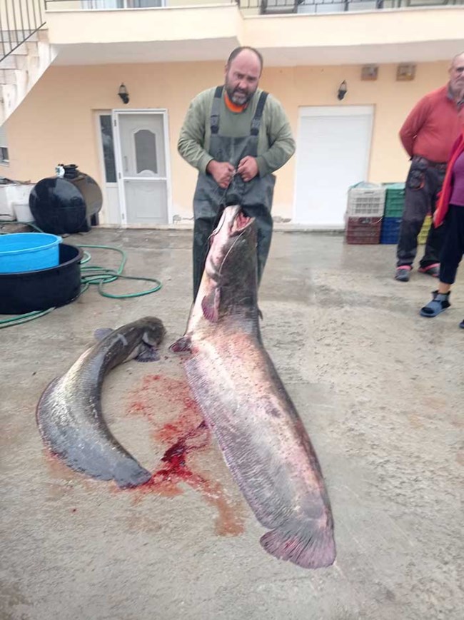 Ενας ψαράς από την Κοζάνη έβγαλε ψάρι... 92 κιλών από τη λίμνη [εικόνα]
