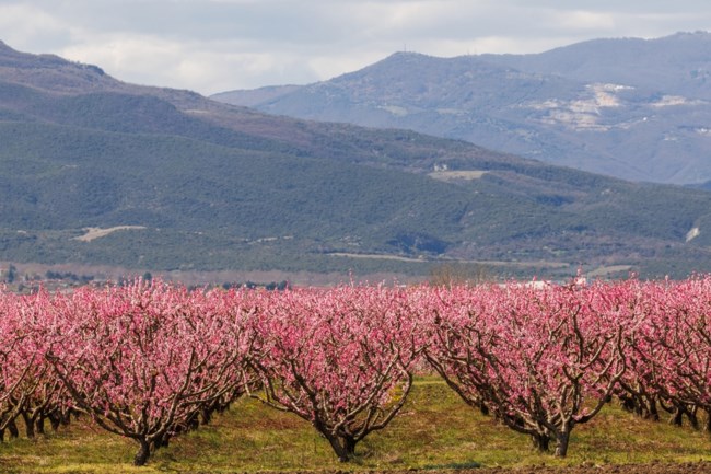 ΑΝΘΙΣΜΕΝΕΣ ΡΟΔΑΚΙΝΙΕς ΒΕΡΟΙΑ