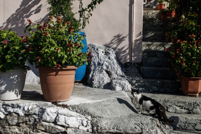 γατα