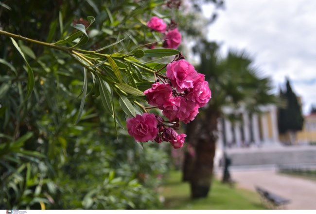 Καιρός: 24αρια σήμερα με τοπικές βροχές και σκόνη - Η πρόγνωση έως την Κυριακή του Πάσχα