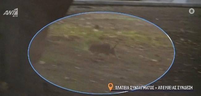 Απίστευτες εικόνες: Αρουραίοι κόβουν βόλτες στην πλατεία Συντάγματος - Τι απαντά ο Δήμος Αθηναίων [βίντεο]