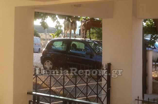Λαμία: Οι κατσίκες ανέβηκαν στο αυτοκίνητό της για να φτάσουν τη ...μουριά [εικόνες]