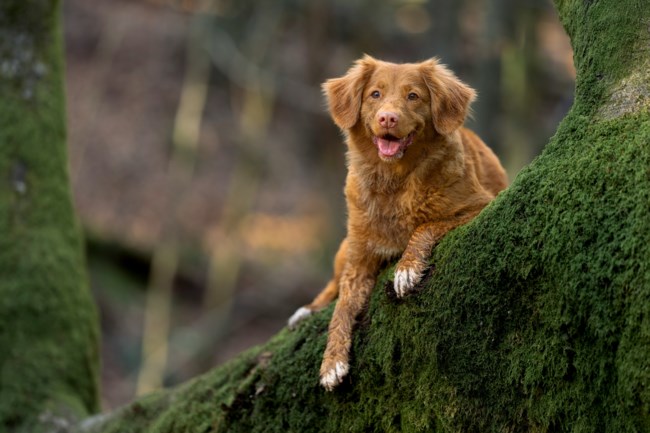 dog