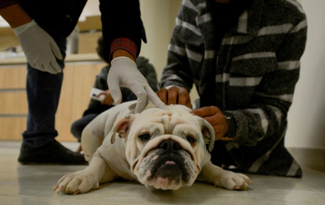 FRENCH-BULLDOG