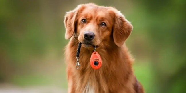STRAY 2 STAY: Μια δυνατή εθελοντική ομάδα εκπαιδευτών σκύλων που ήρθε για να αλλάξει τα δεδομένα